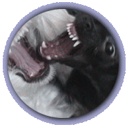 Maltese and Chihuahua playing