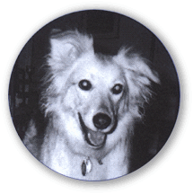 Amber - Jane's mixed breed